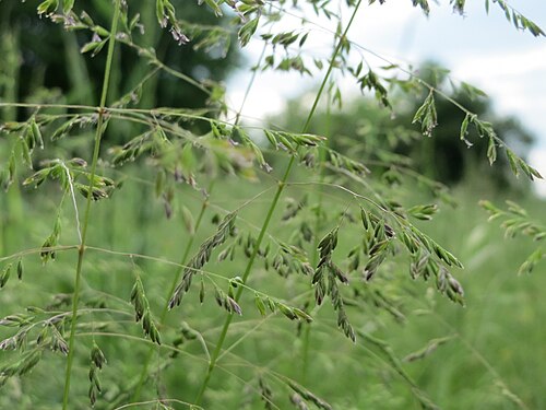 Rough bluegrass: Gewöhnliches Rispengras ( Poa trivialis ) in den Horststückern im Landschaftsschutzgebiet Hockenheimer Rheinbogen