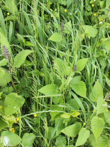 Rough bluegrass (Poa trivialis)