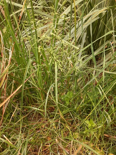 Rough bluegrass (Poa trivialis)