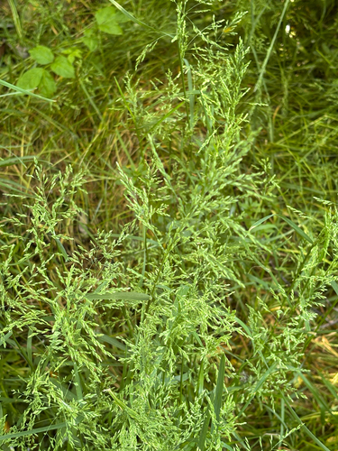 Rough bluegrass (Poa trivialis)
