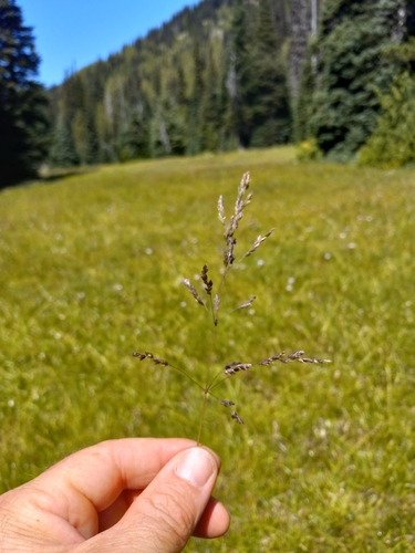 Rough bluegrass (Poa trivialis)