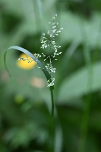 Rough bluegrass (Poa trivialis)