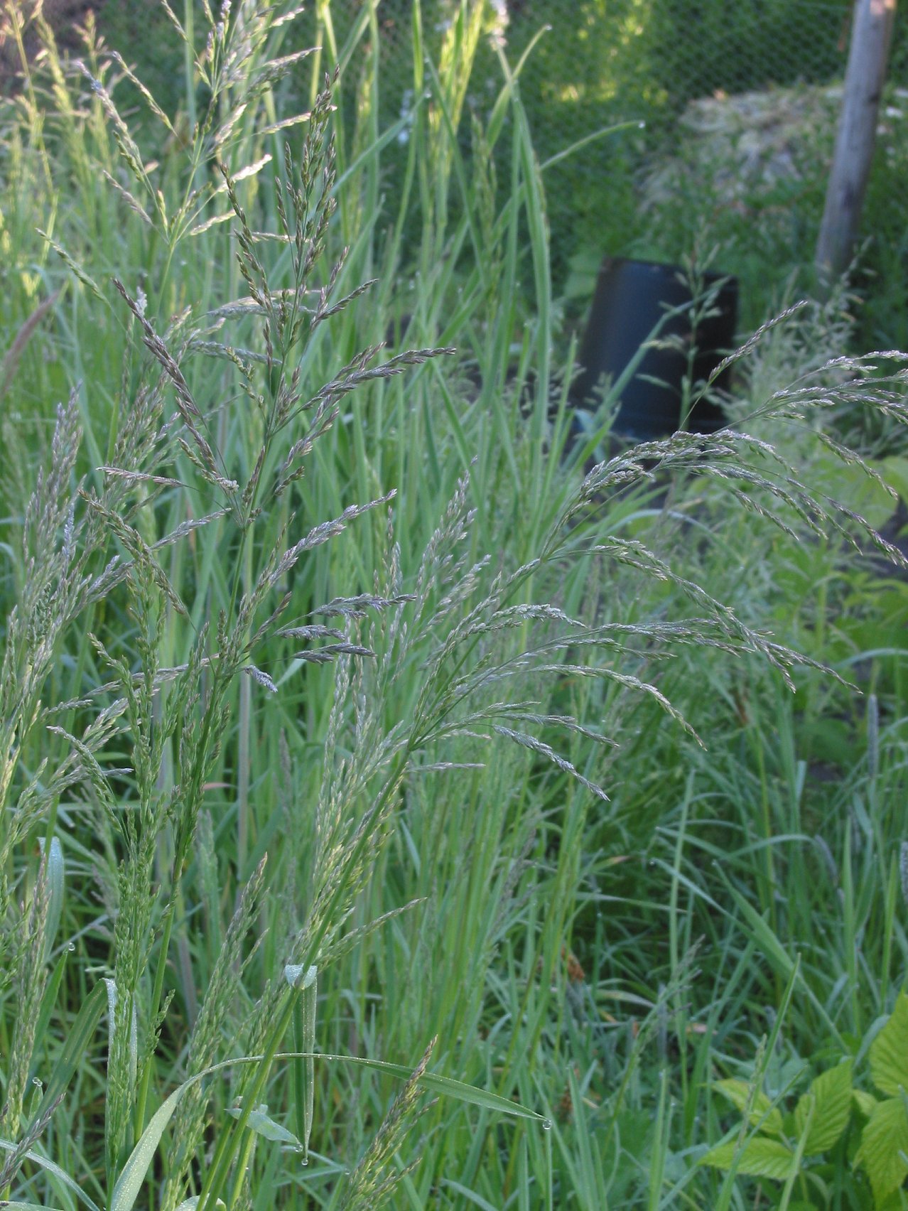 Rough bluegrass: Poa trivialis flowers (Ruwbeembgras bloeiwijze);