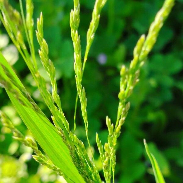 Rough bluegrass (Poa trivialis)
