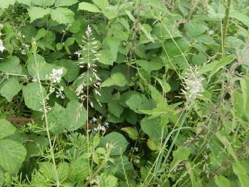 Rough bluegrass (Poa trivialis)