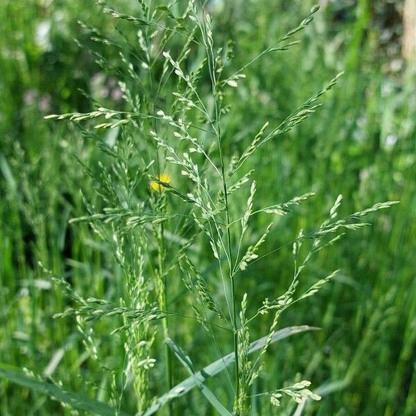 Rough bluegrass (Poa trivialis)