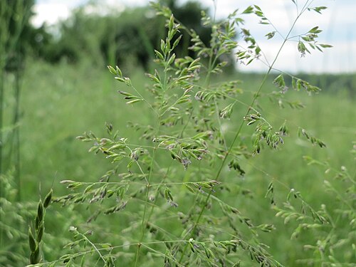 Rough bluegrass: Gewöhnliches Rispengras ( Poa trivialis ) in den Horststückern im Landschaftsschutzgebiet Hockenheimer Rheinbogen