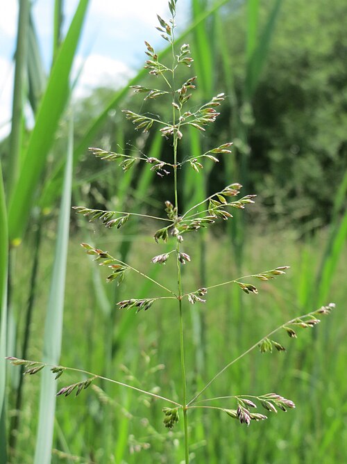 Rough bluegrass: Gewöhnliches Rispengras ( Poa trivialis ) im Naturschutzgebiet Bachwiesen/Leopoldswiesen im Hockenheimer Rheinbogen