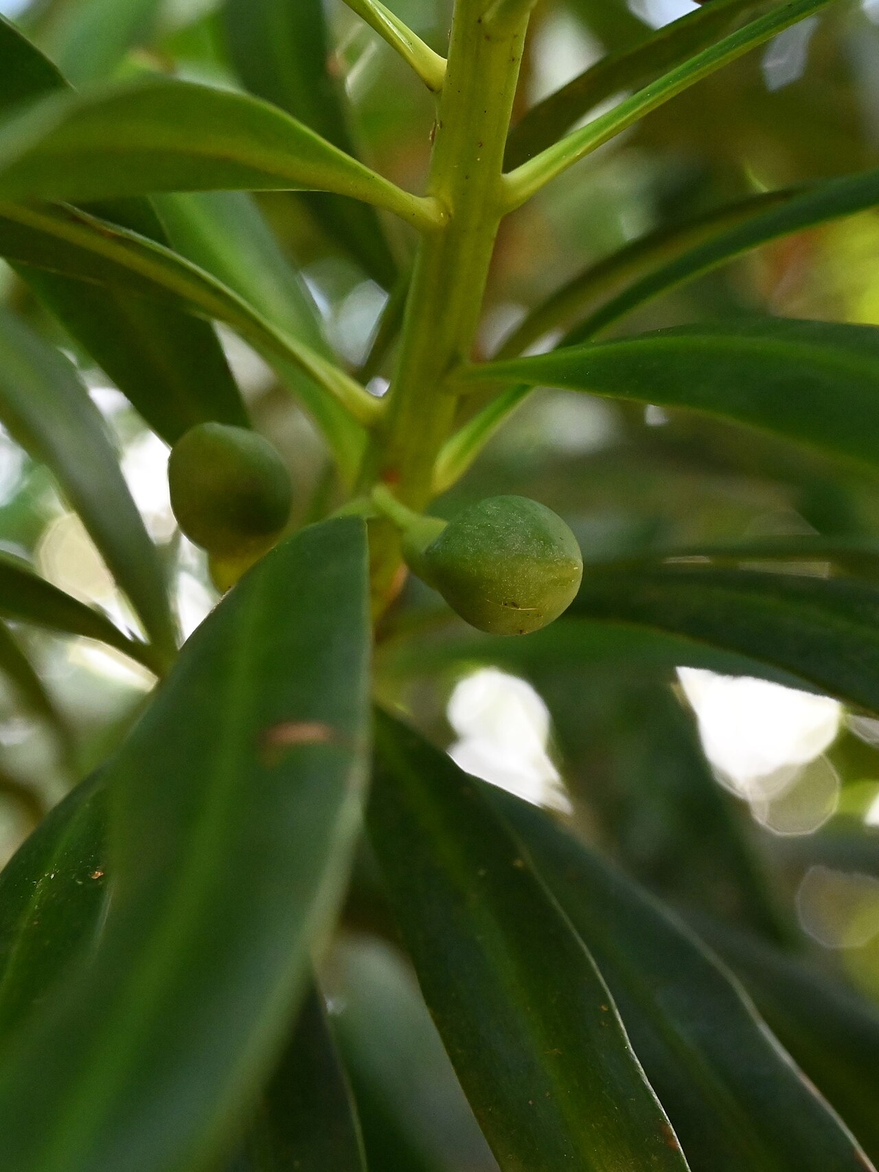 Yucca plum pine: Podocarpus coriaceus between Deshaies and Morne Mazeau on Guadeloupe