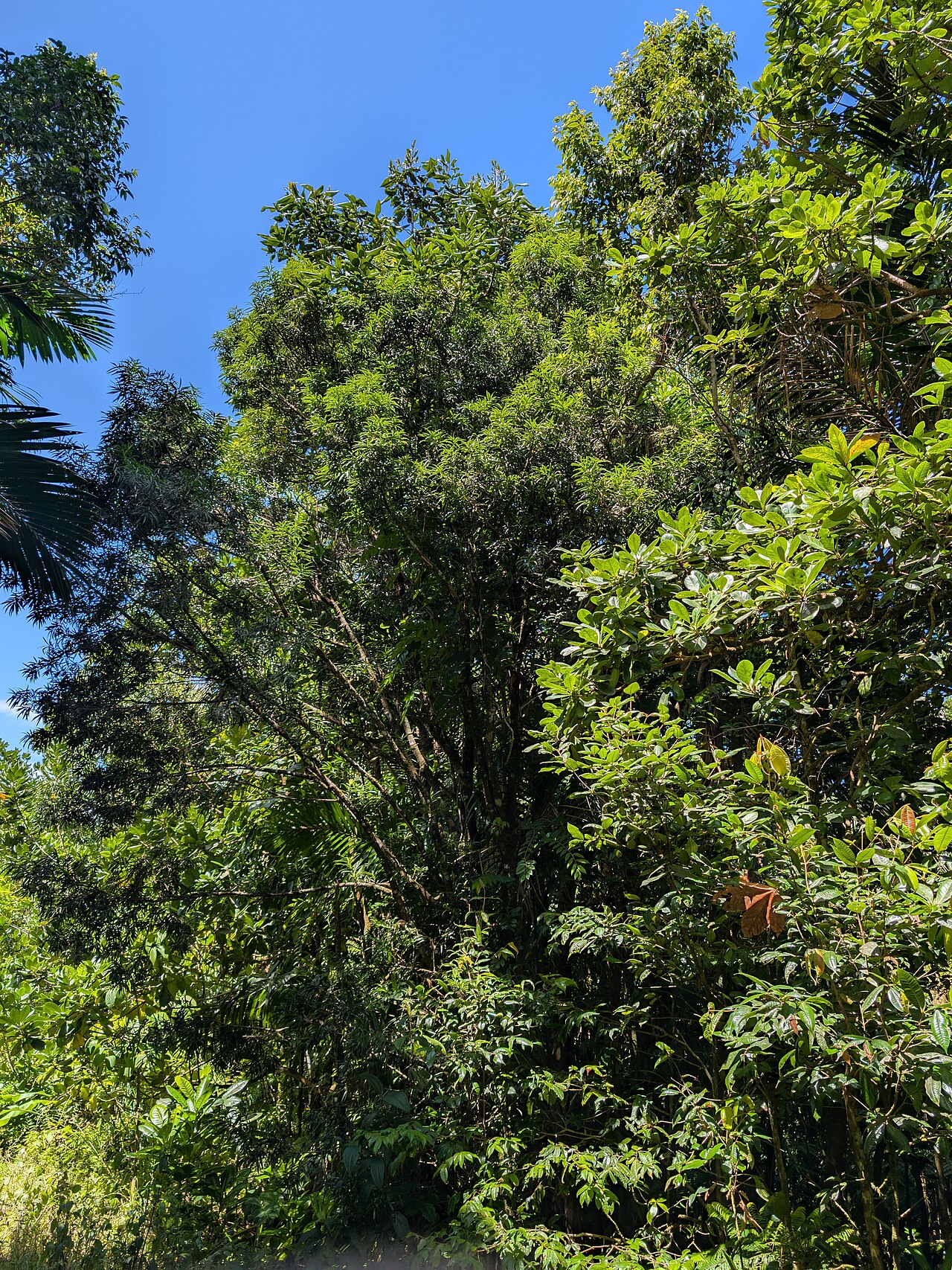 Yucca plum pine: Podocarpus coriaceus between Deshaies and Morne Mazeau on Guadeloupe