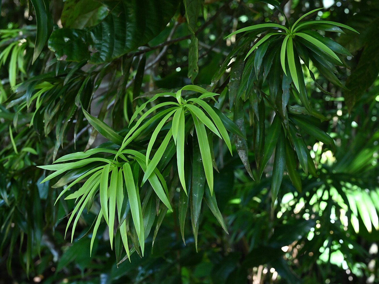 Yucca plum pine: Podocarpus coriaceus between Deshaies and Morne Mazeau on Guadeloupe