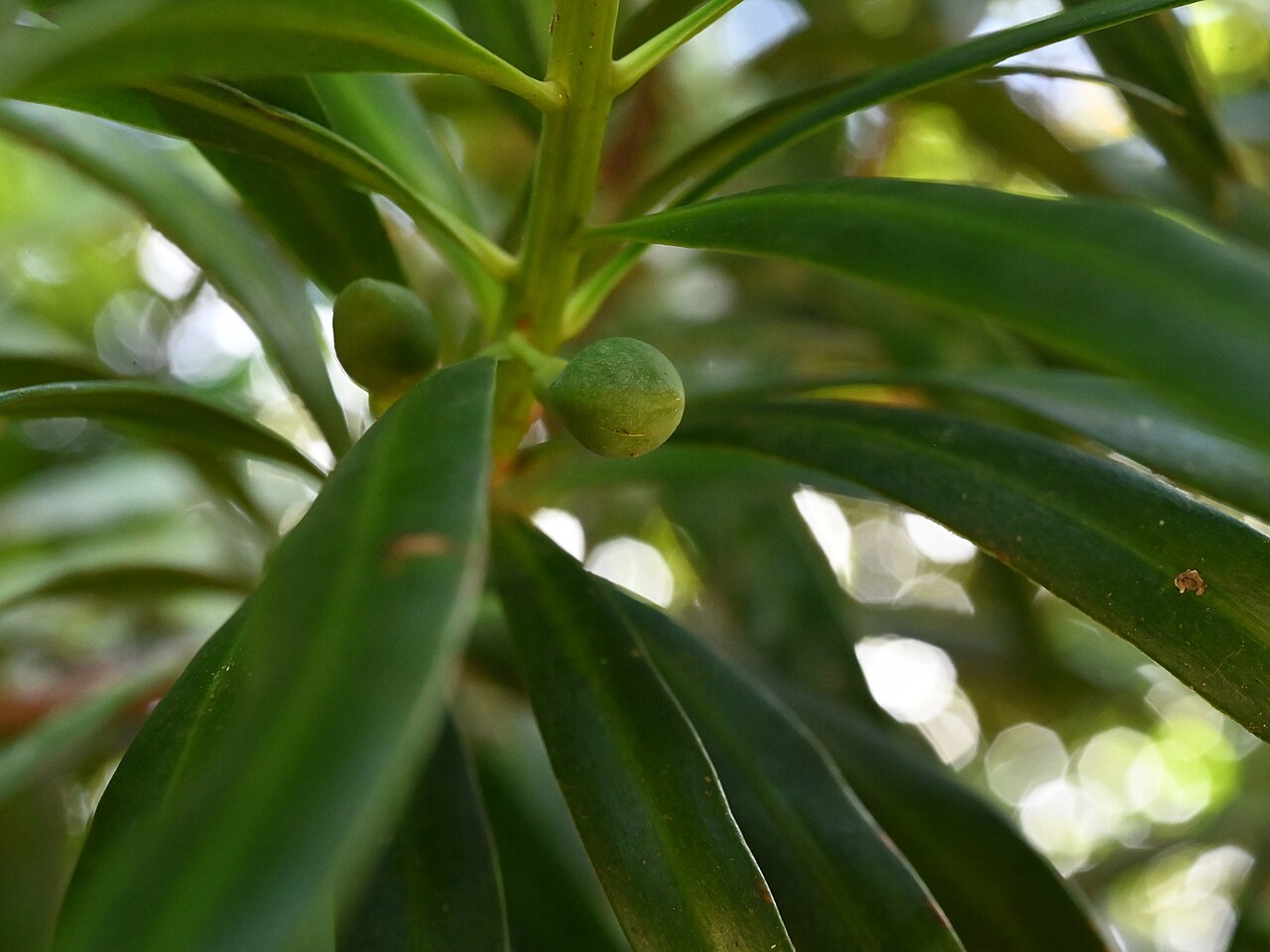 Yucca plum pine: Podocarpus coriaceus between Deshaies and Morne Mazeau on Guadeloupe