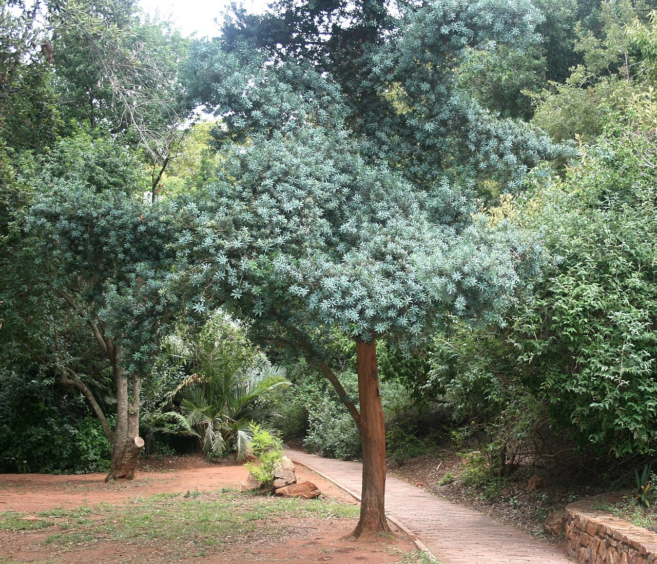 Breede river yellowwood: Trunk and foliage of Podocarpus elongatus in the Pretoria National Botanical Garden