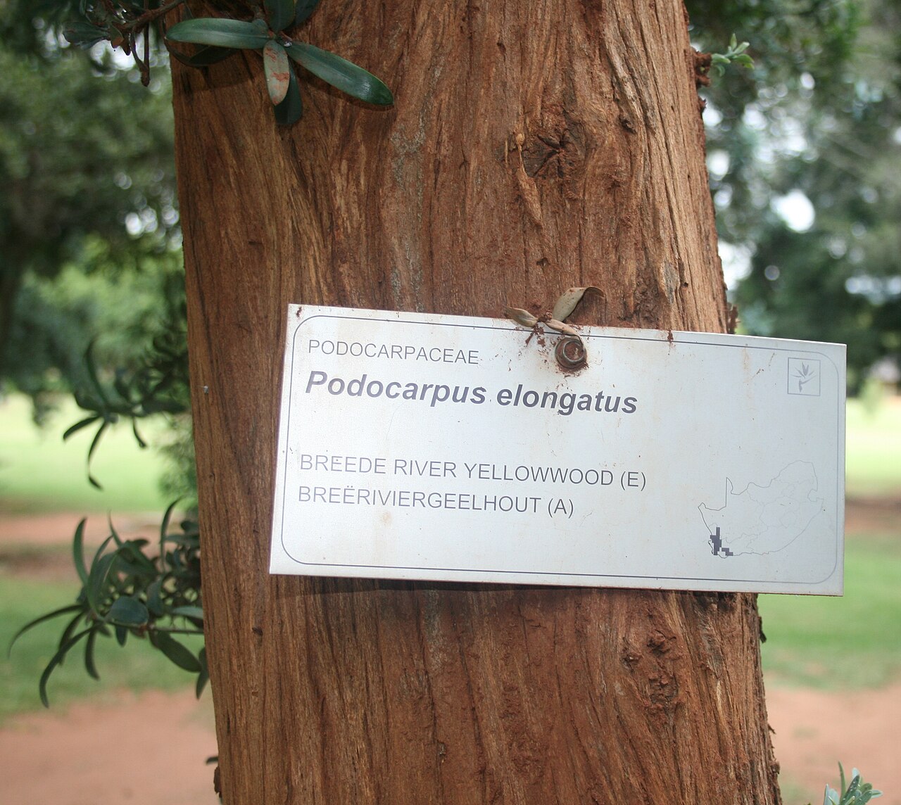 Breede river yellowwood: Tagged trunk of Podocarpus elongatus in the Pretoria National Botanical Garden, showing reddish bark