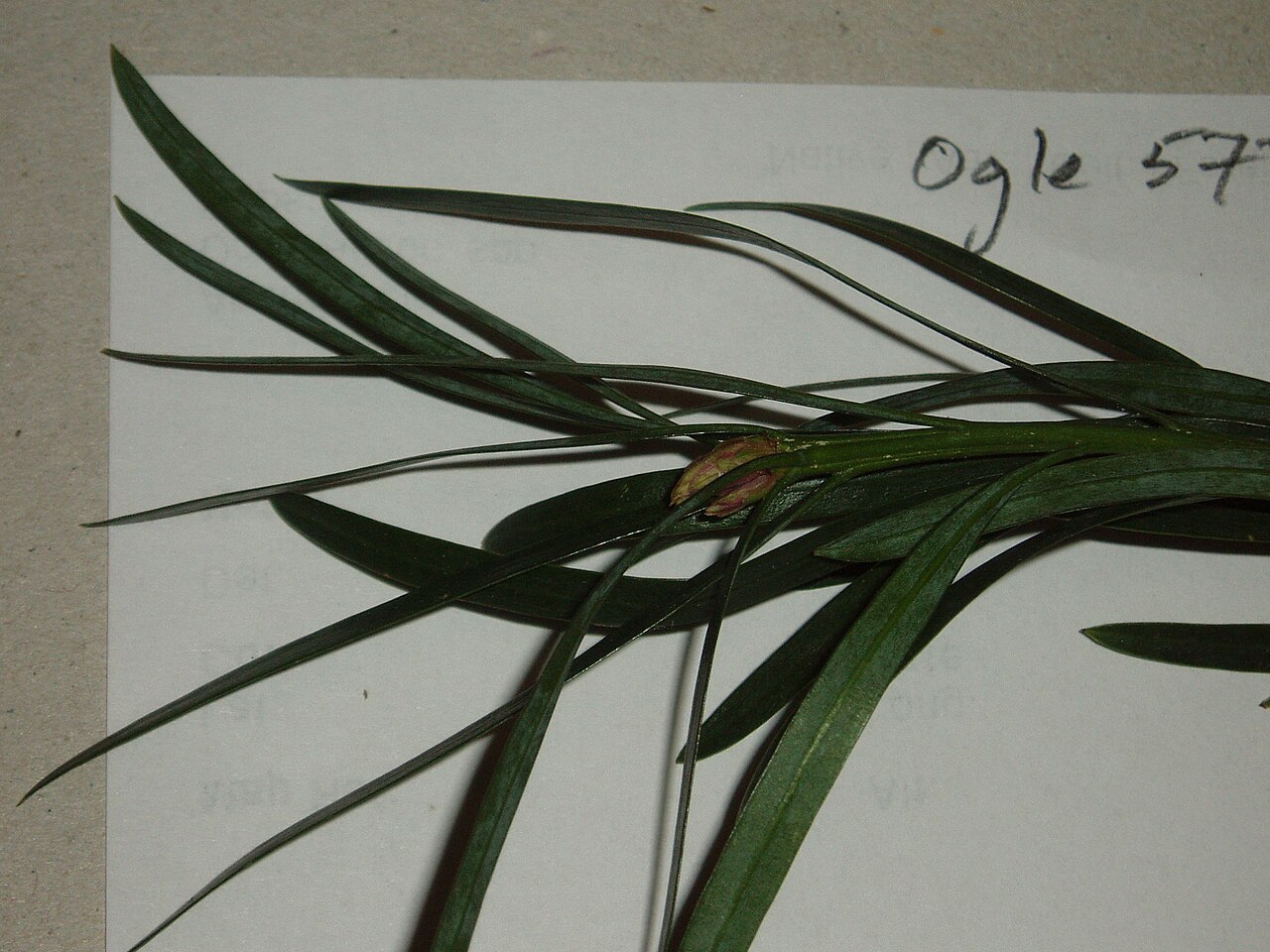 Breede river yellowwood (Podocarpus elongatus)