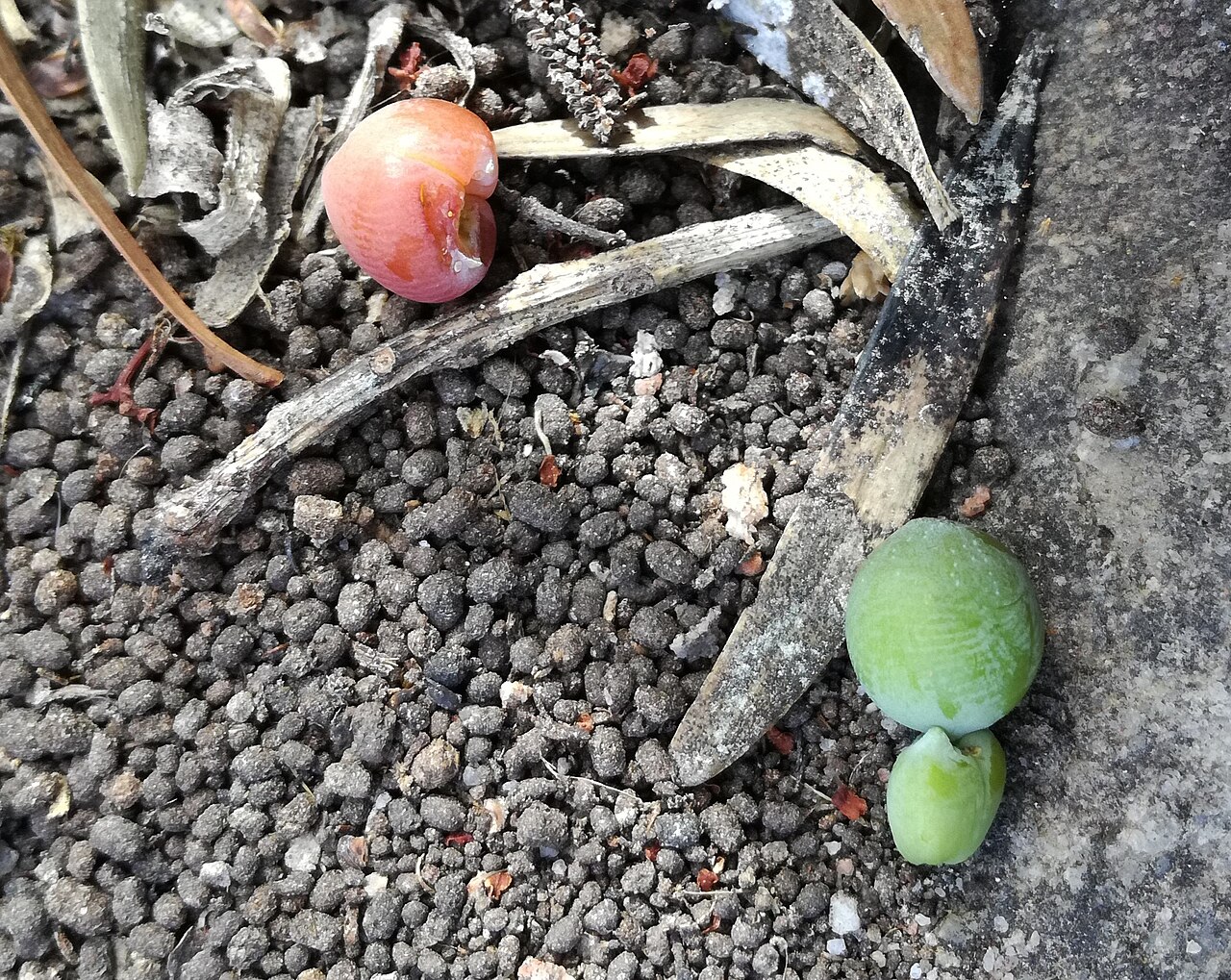 Breede river yellowwood: Green fruit and receptacle of a Breede River yellowwood at Grootwinterhoek Wilderness Area in the Western Cape. Above the red receptacle of a ripe fruit.