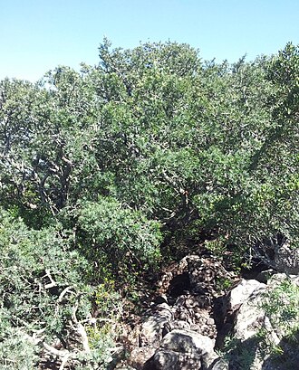 Breede river yellowwood: Canopy of Yellowwood trees on peak of Klapmutskop