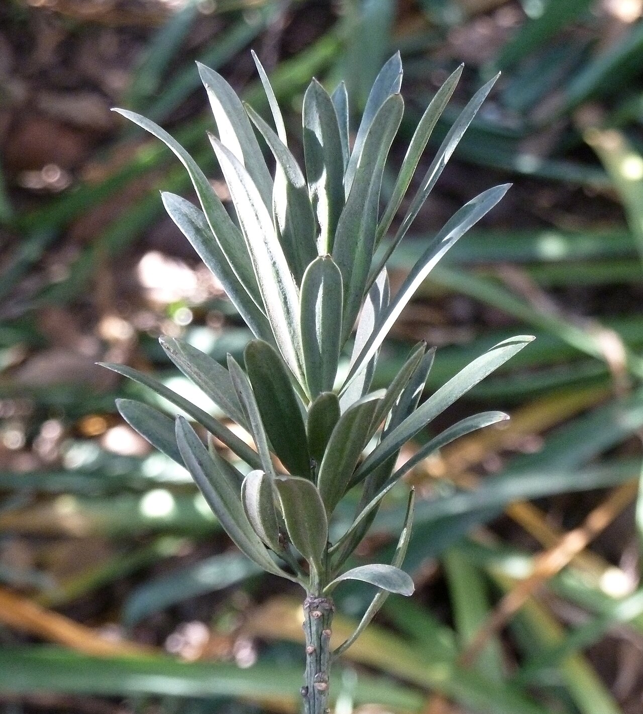 Breede river yellowwood: Foliage of Breede river yellowwood at the Manie van der Schijff Botanical Garden at the University of Pretoria.