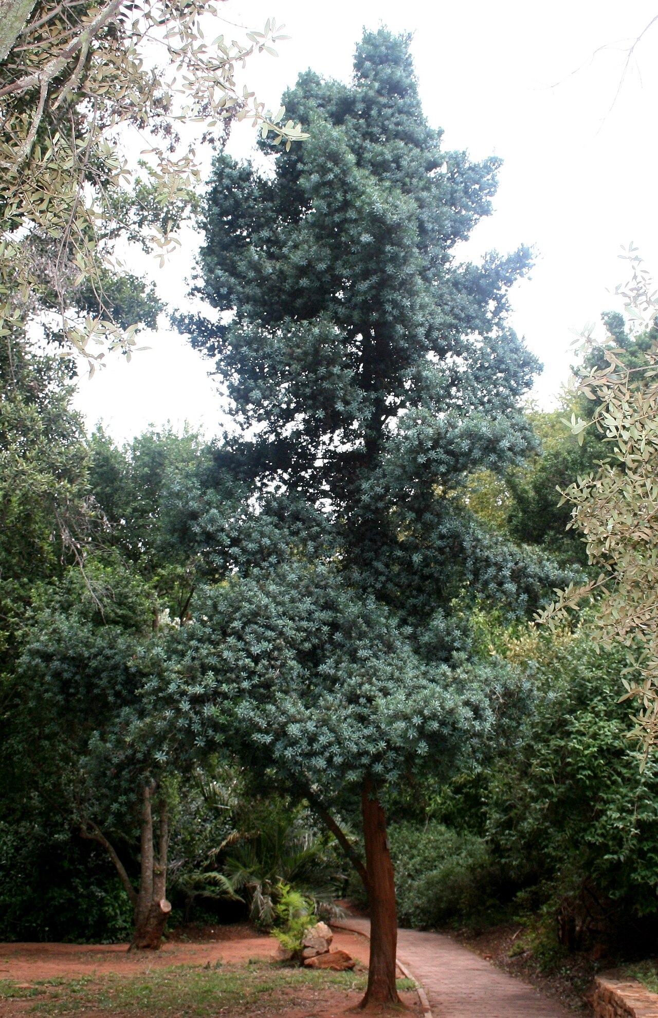 Breede river yellowwood: Habit of Podocarpus elongatus in the Pretoria National Botanical Garden