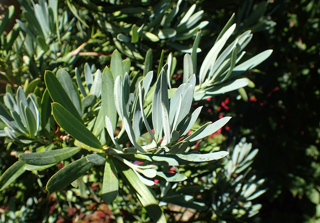Breede river yellowwood: Podocarpus elongatus 'Monmal' in Olbrich Botanical Gardens