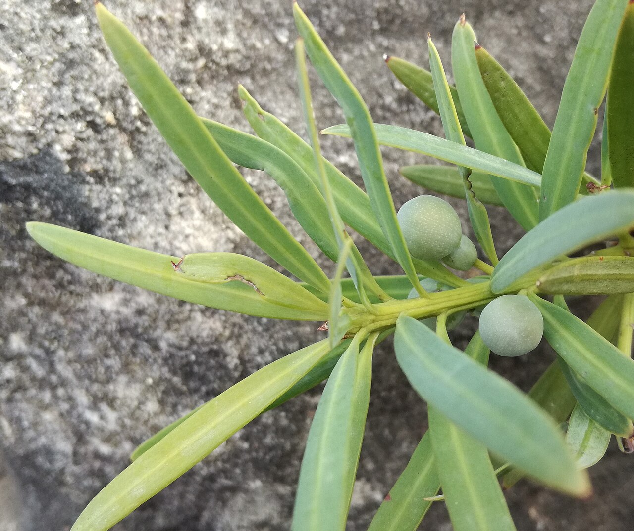 Breede river yellowwood: Podocarpus elongatus Groot Winterhoek