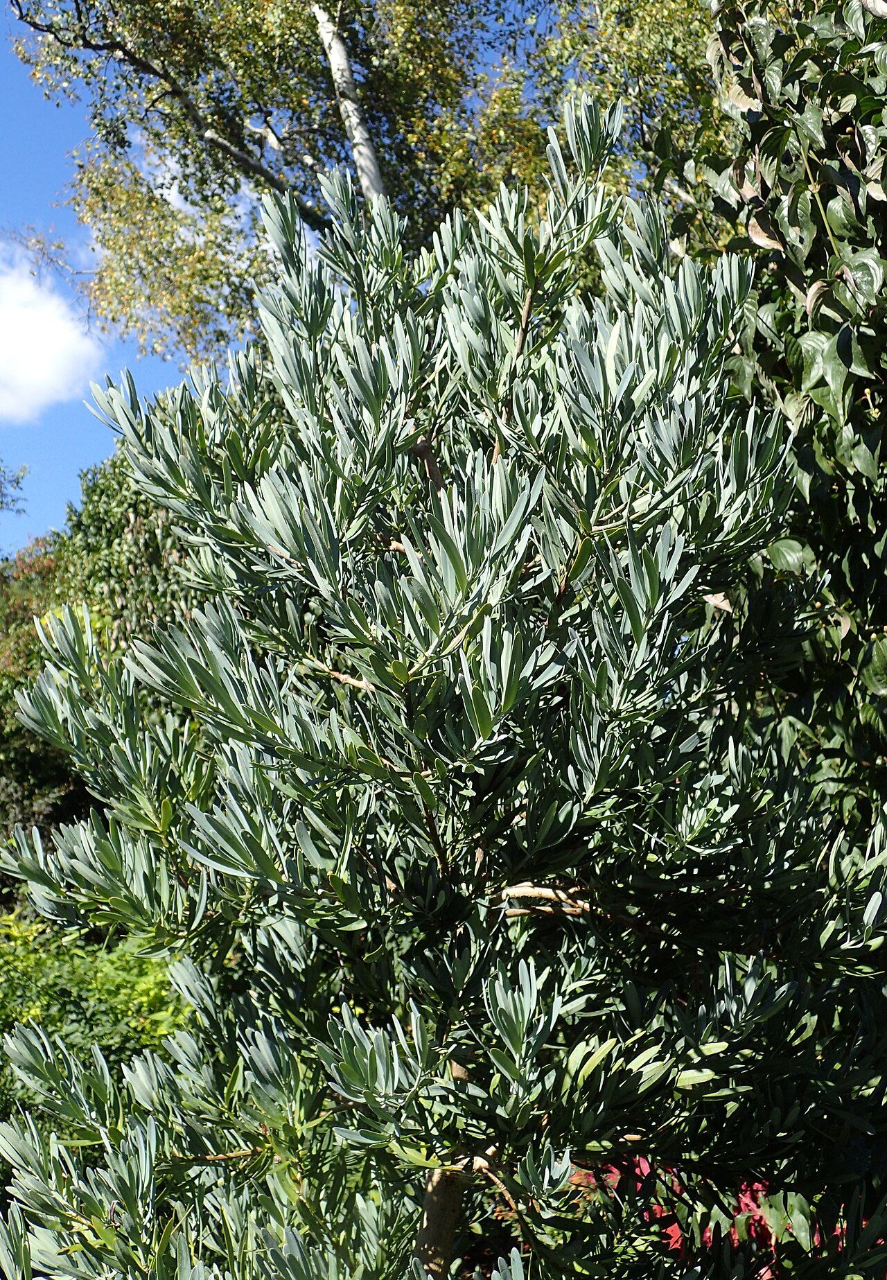 Breede river yellowwood: Podocarpus elongatus 'Monmal' in Olbrich Botanical Gardens