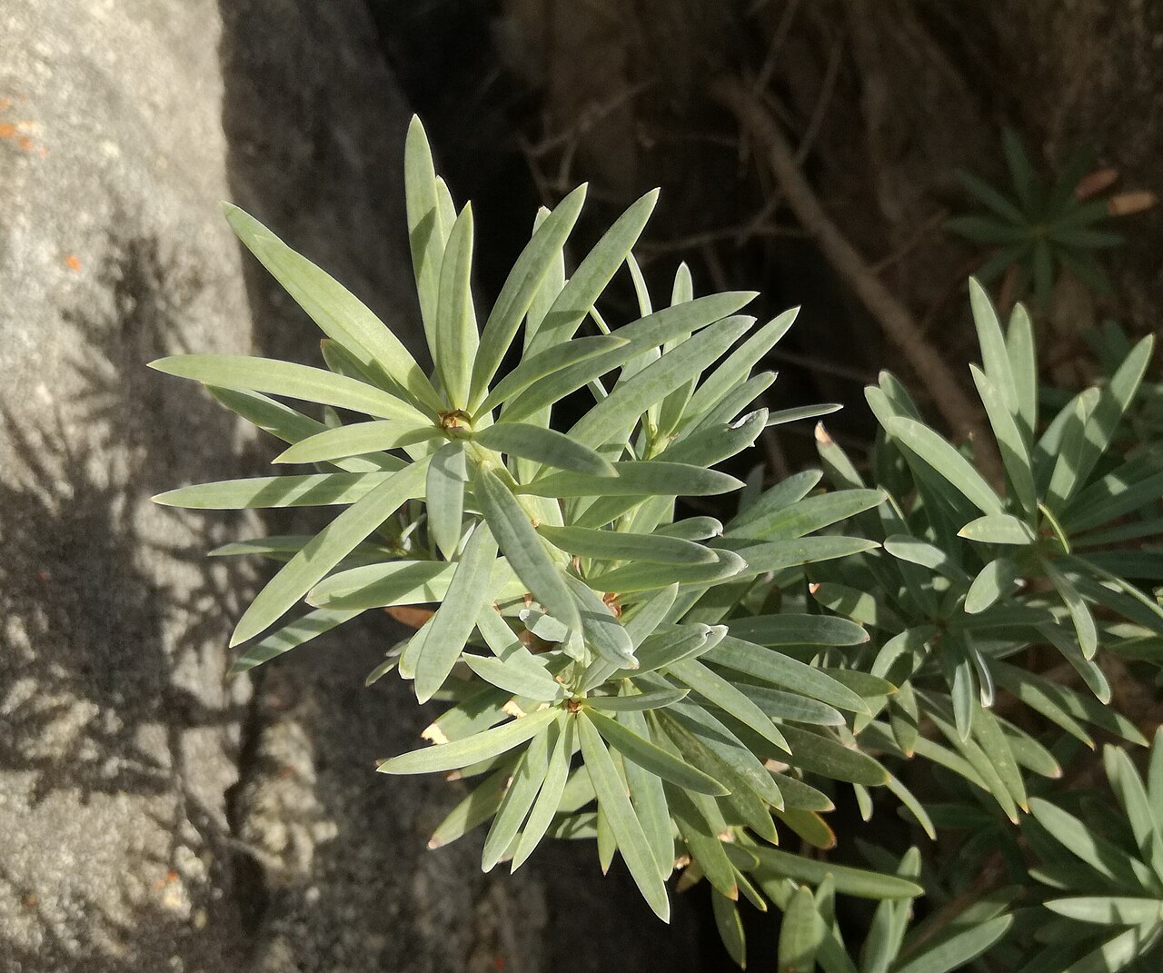 Breede river yellowwood: Podocarpus elongatus Groot Winterhoek