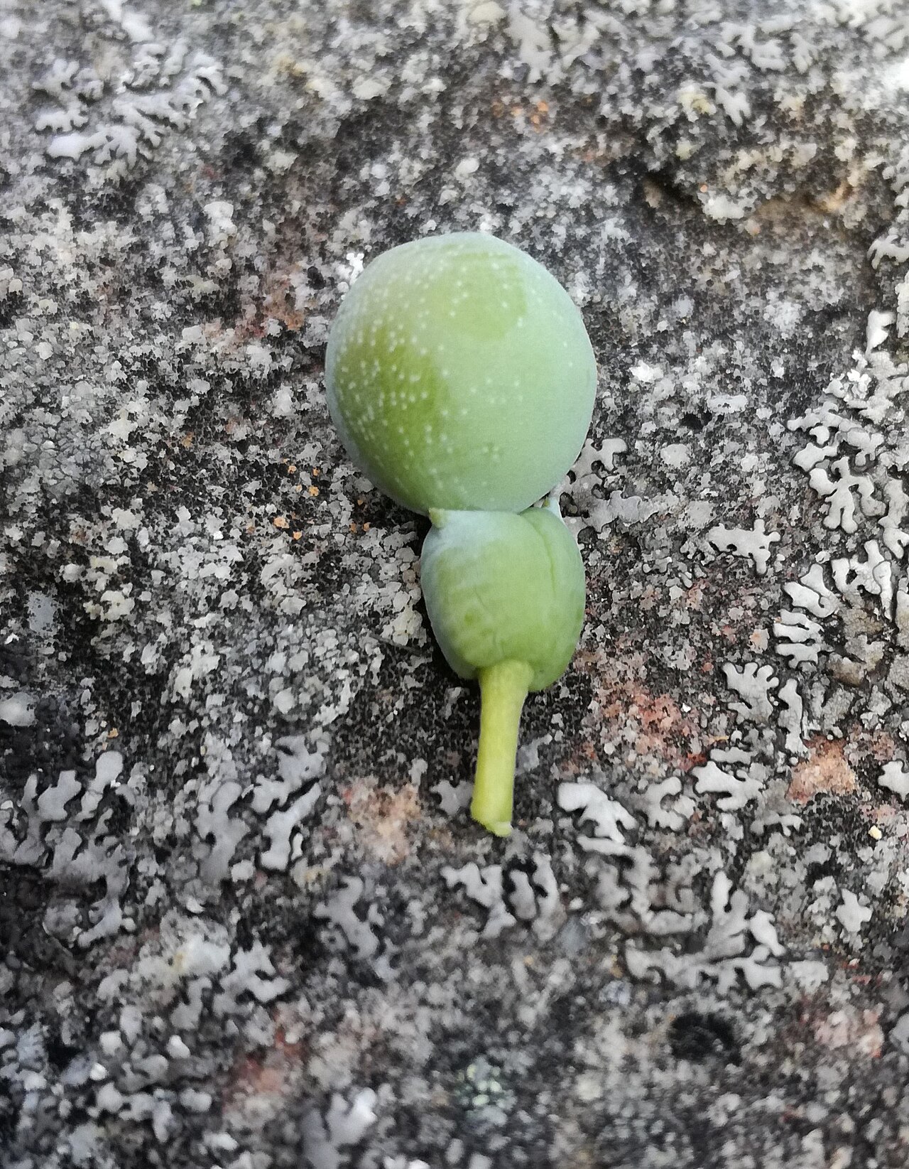 Breede river yellowwood: Green fruit and receptacle of a Breede River yellowwood at Grootwinterhoek Wilderness Area in the Western Cape