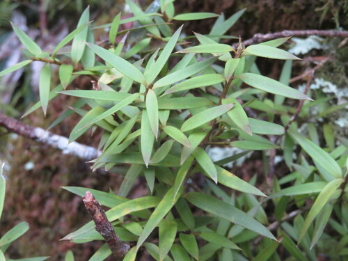 Hall's totara (Podocarpus laetus)