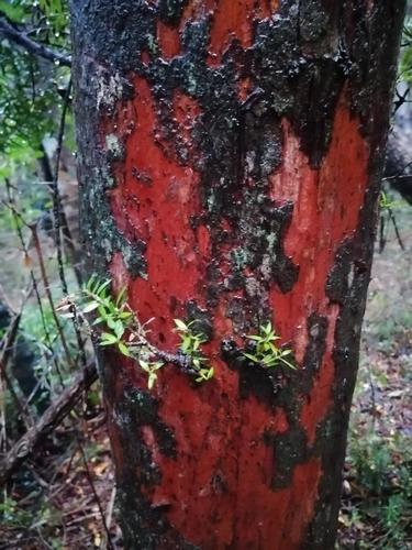 Hall's totara (Podocarpus laetus)