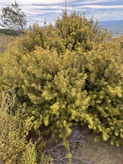 Hall's totara (Podocarpus laetus)