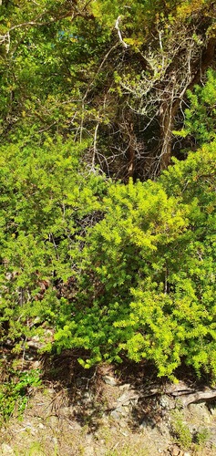 Hall's totara (Podocarpus laetus)