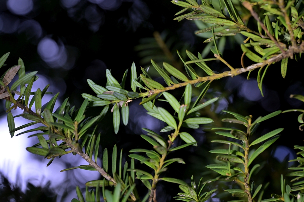 Hall's totara (Podocarpus laetus)