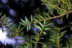 Hall's totara (Podocarpus laetus)