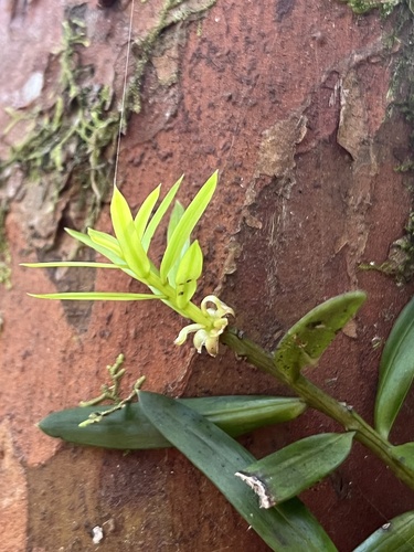 Hall's totara (Podocarpus laetus)