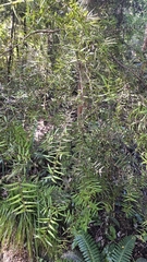 Hall's totara (Podocarpus laetus)