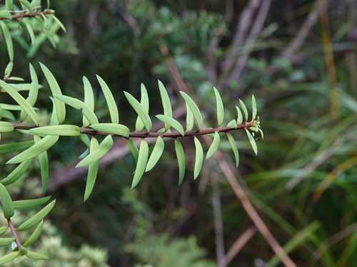 Hall's totara (Podocarpus laetus)