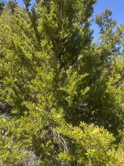 Hall's totara (Podocarpus laetus)
