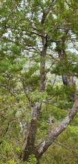 Hall's totara (Podocarpus laetus)