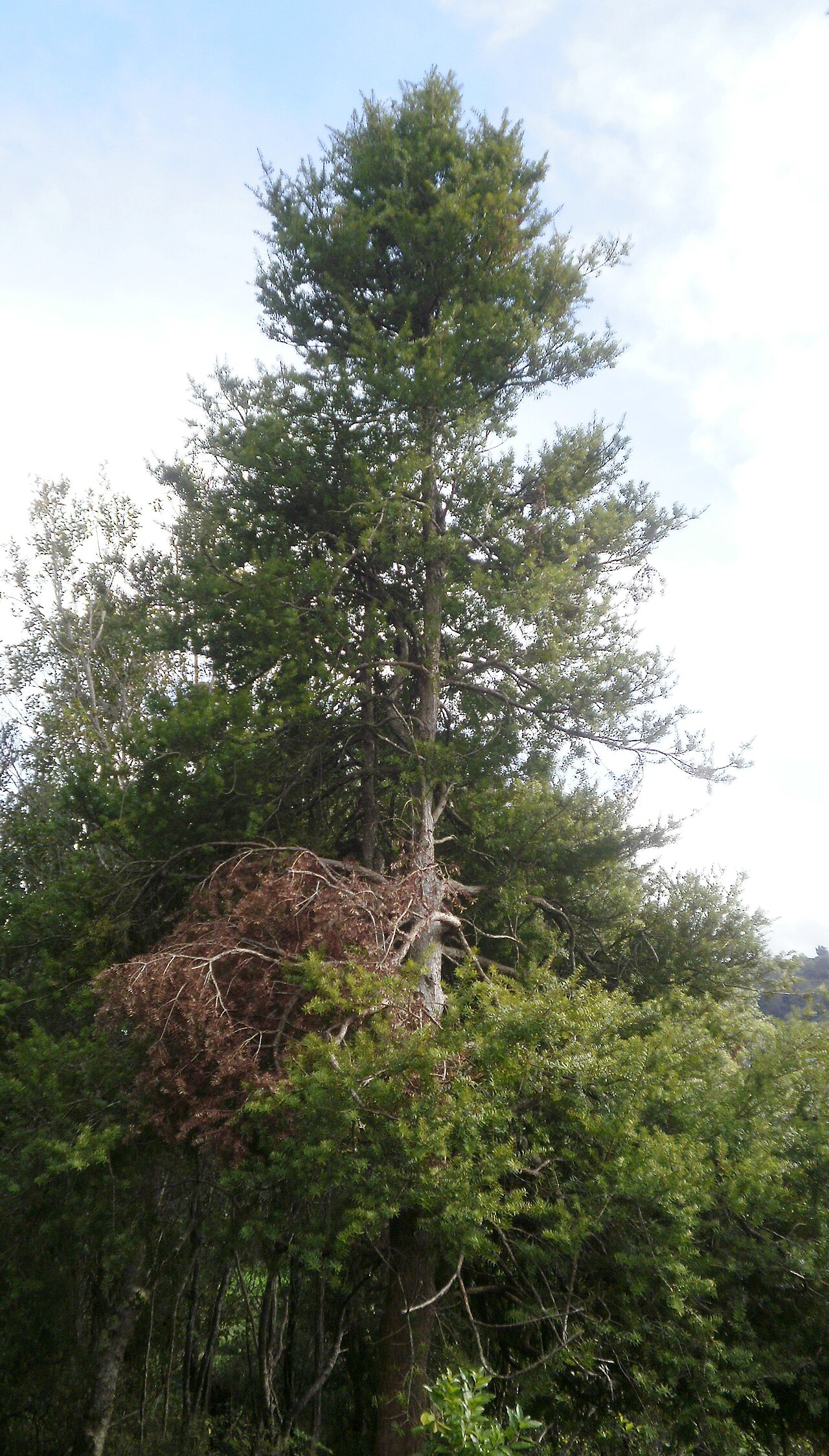 Hall's totara: Podocarpus cunninghamii, Hall's tōtara, mountain tōtara, young tree in Stokes Valley, Wellington, New Zealand.