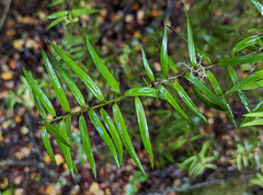 Hall's totara (Podocarpus laetus)