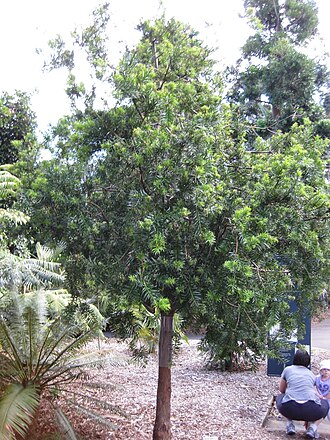 Podocarpus lambertii: This photo is from Gardenology.org and is available under CC-BY-SA 3.0 license. If you use it, please include attribution to Gardenology.org, with a link if the