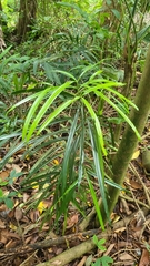 Podocarpus rumphii (Podocarpus rumphii)