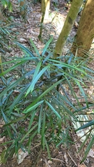 Podocarpus rumphii (Podocarpus rumphii)