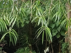 Podocarpus rumphii (Podocarpus rumphii)