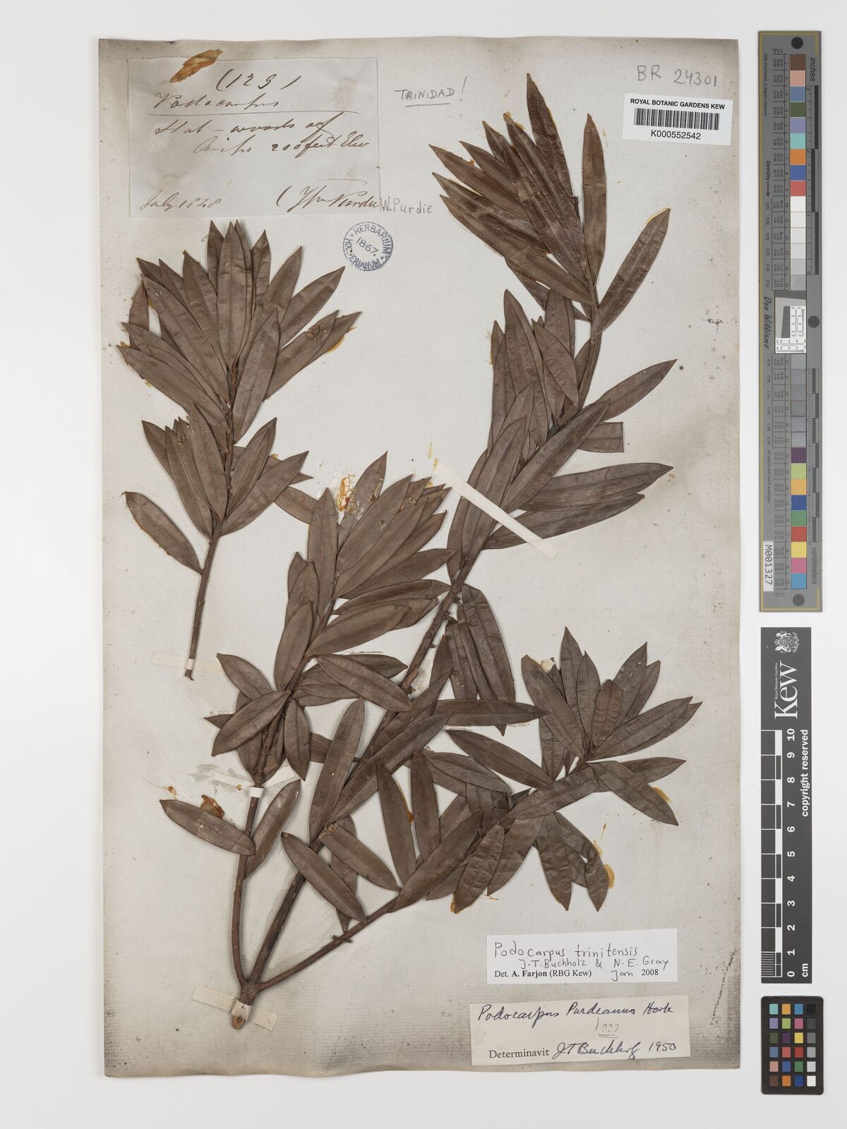 Podocarpus trinitensis: Podocarpus trinitensis 1848
