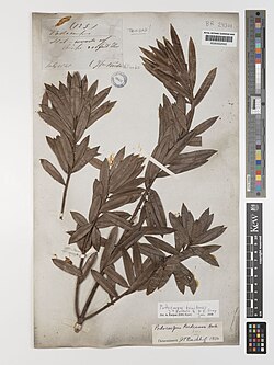 Podocarpus trinitensis: Podocarpus trinitensis 1848
