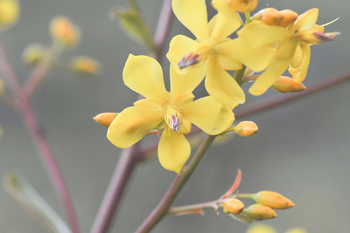 Poecilandra retusa (Poecilandra retusa)