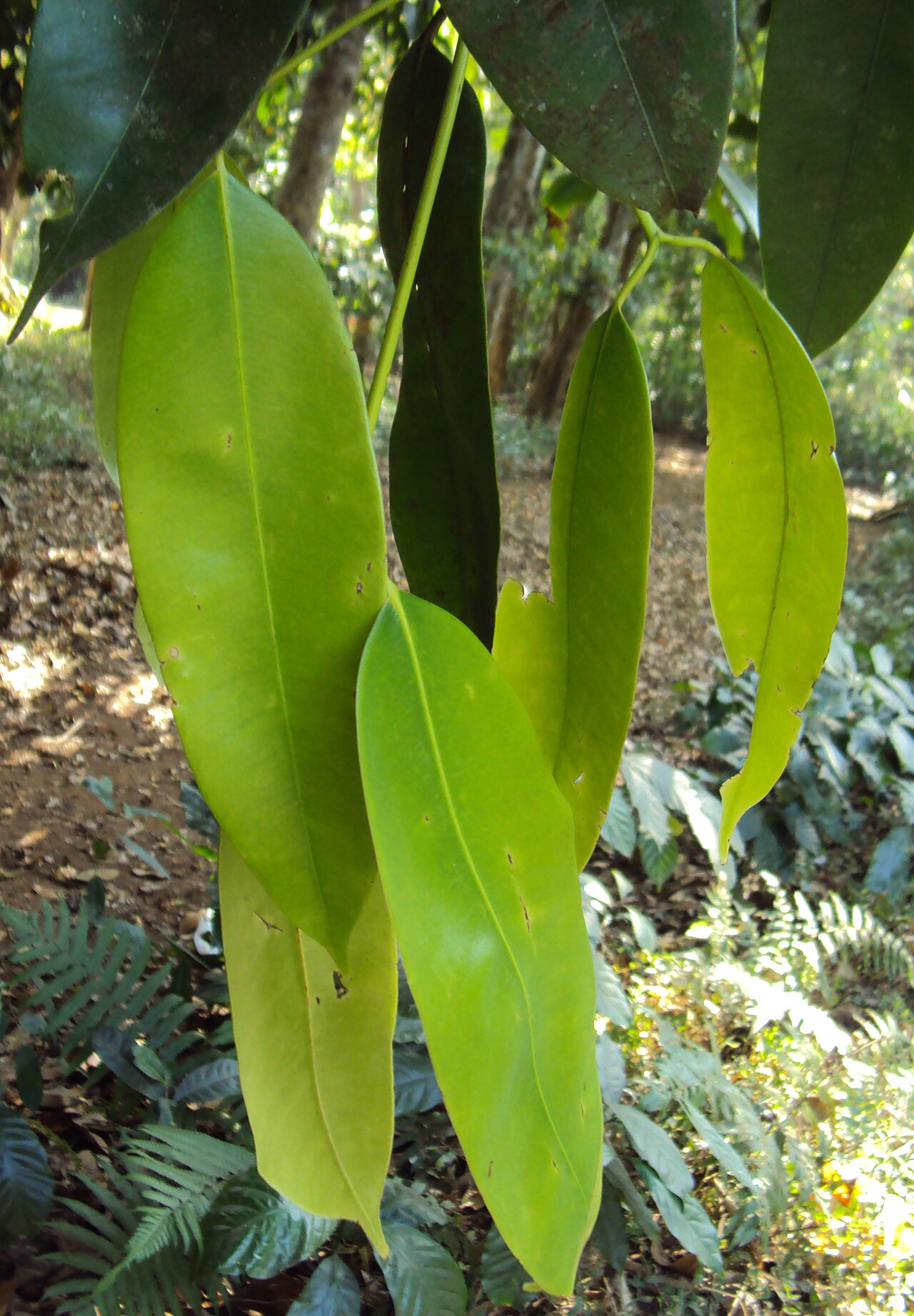 Poeciloneuron indicum: Poeciloneuron indicum