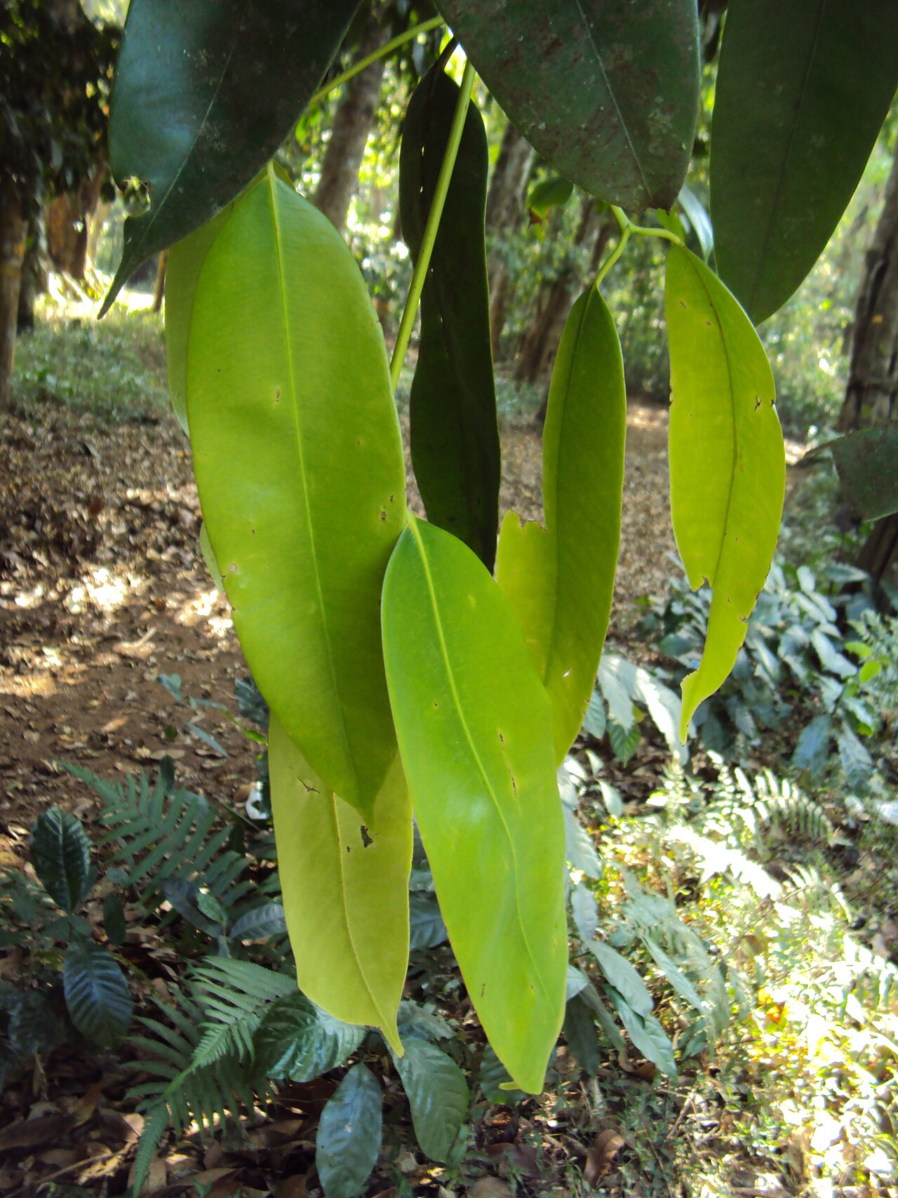 Poeciloneuron indicum: Photos from Periya and Peravoor